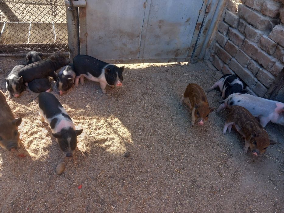 Виетнамски прасета на 3 месеца