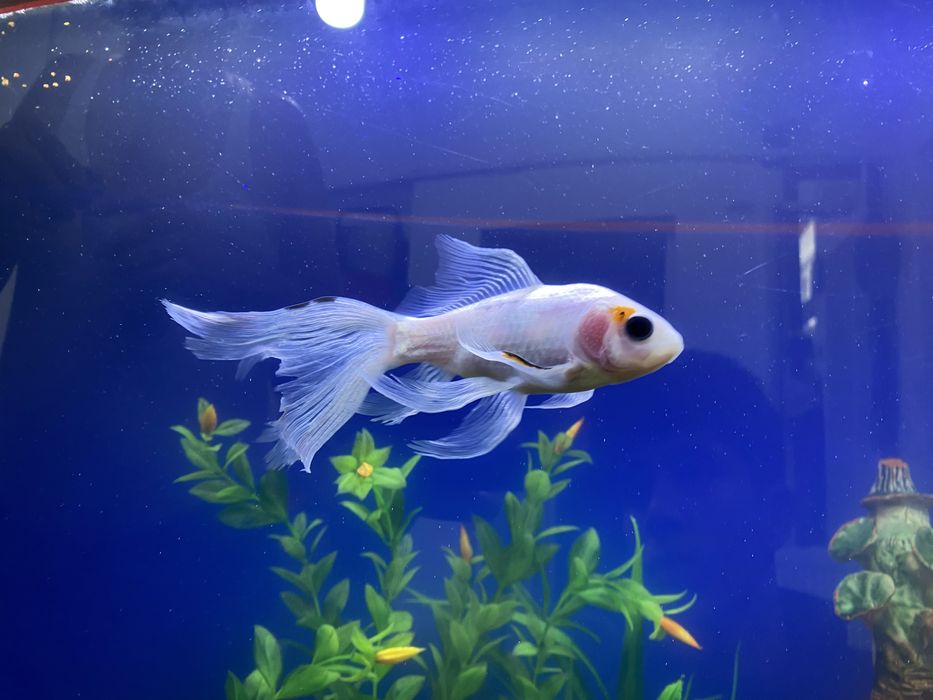 Sotiladi 250 mindan donasi