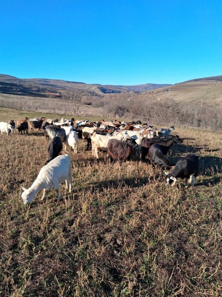 Capre de vanzare