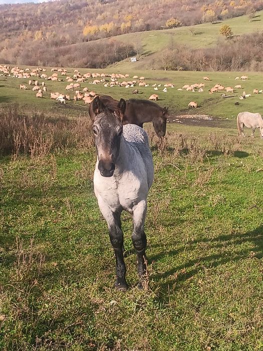 Manji de vânzare de 5 luni