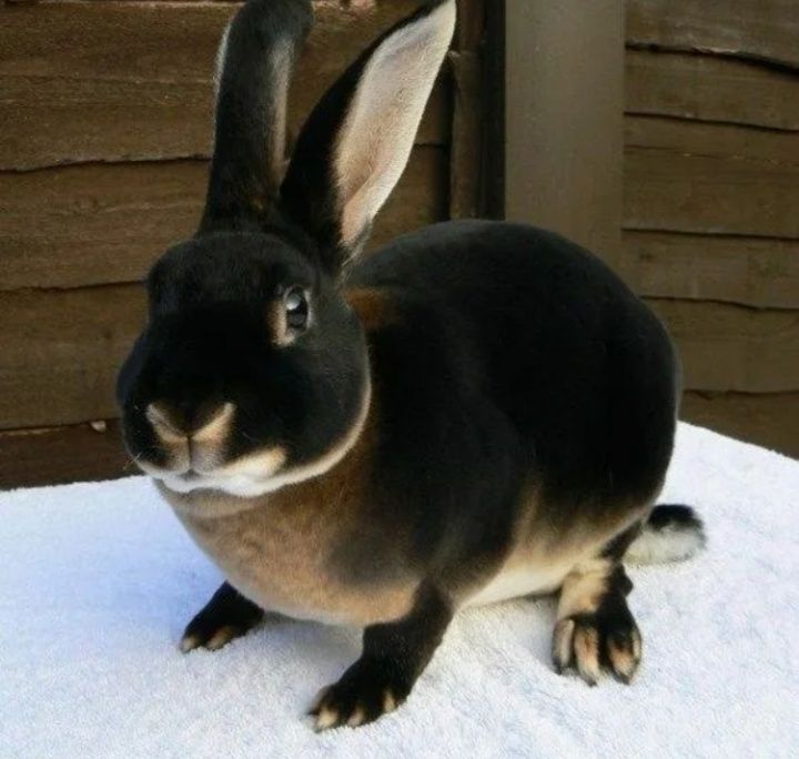 Продам кроликов порода рексы и помесь серебра по 5000