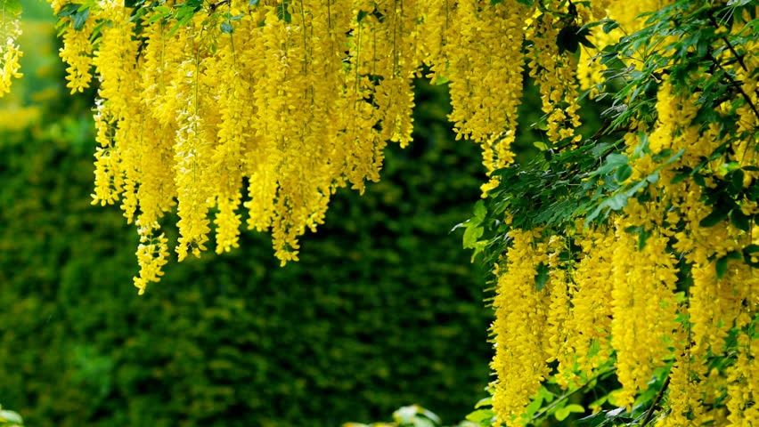 Glicina ( Wisteria )