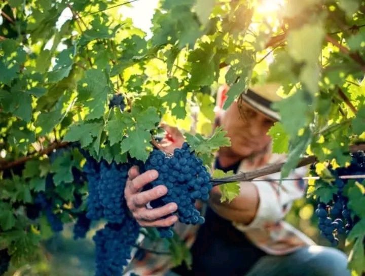vând struguri de vin