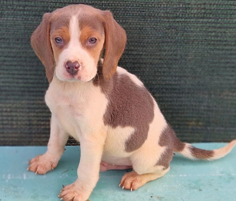 Beagle tricolor blue  baietel culoare deosebita