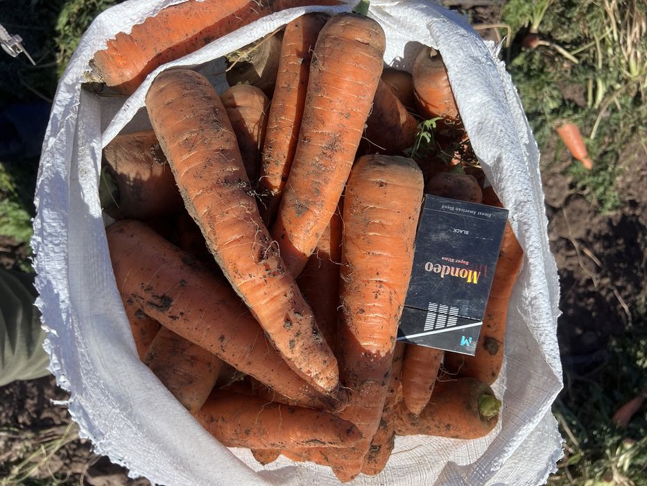 Морковь оптом сорт карсон