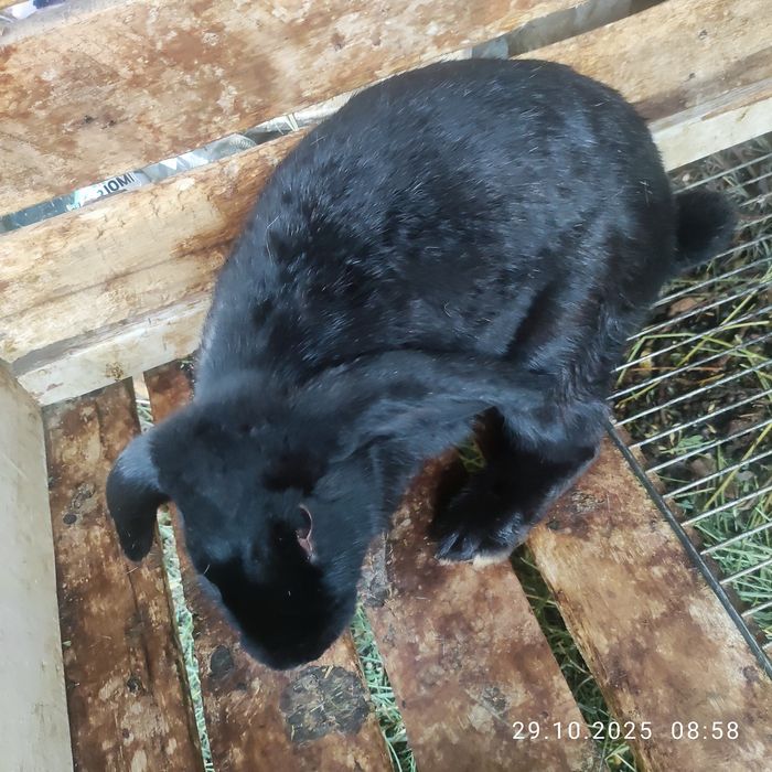 Продаю кроликов разных