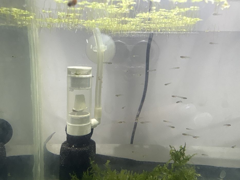 pesti guppy pui mici