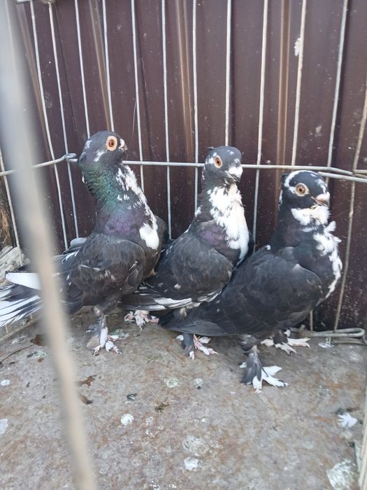 Misirlii / Satinetii