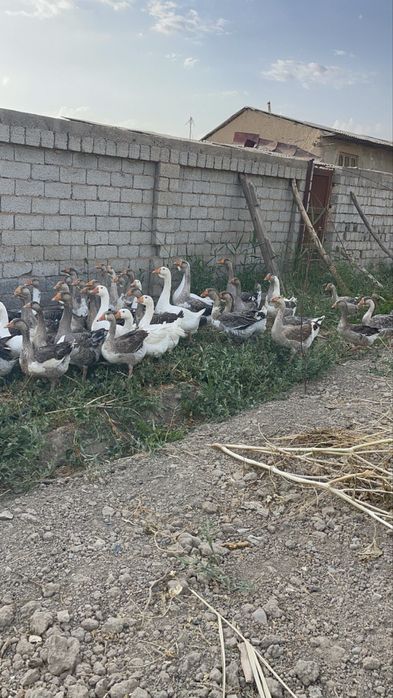 Гоз гуси gʻoz крупный серий ва холмогорский гозлари сотилпди