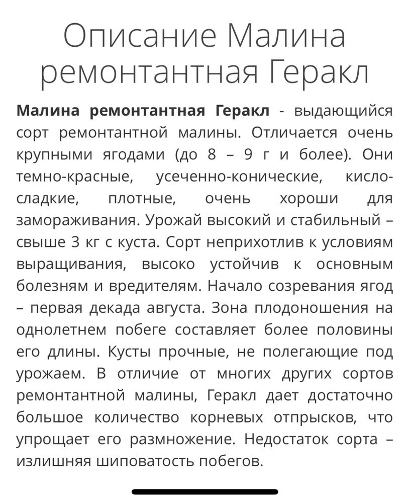 Малина ремонтантная Геракл