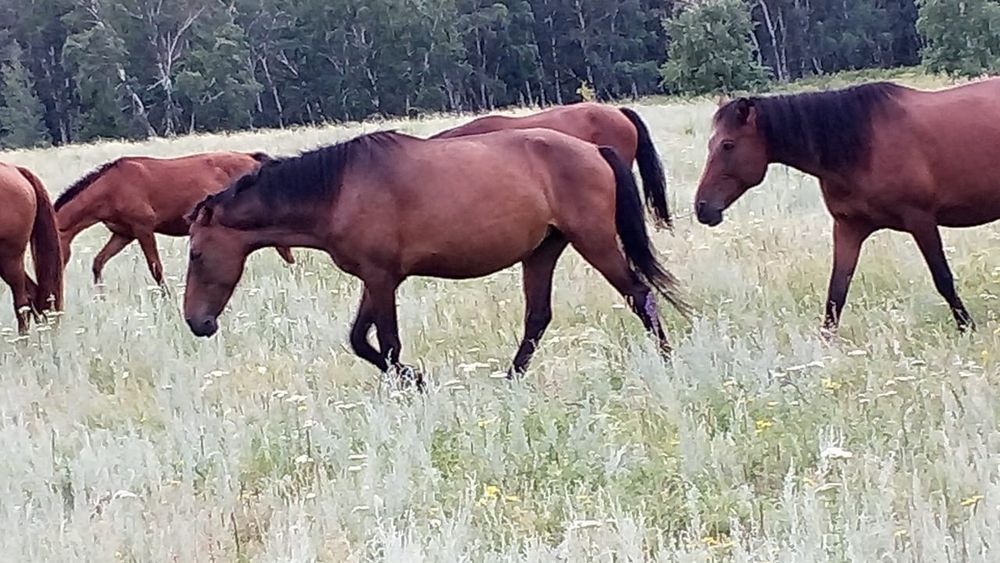 Үйір қазақы жылқы сатам немесе айырбастайм