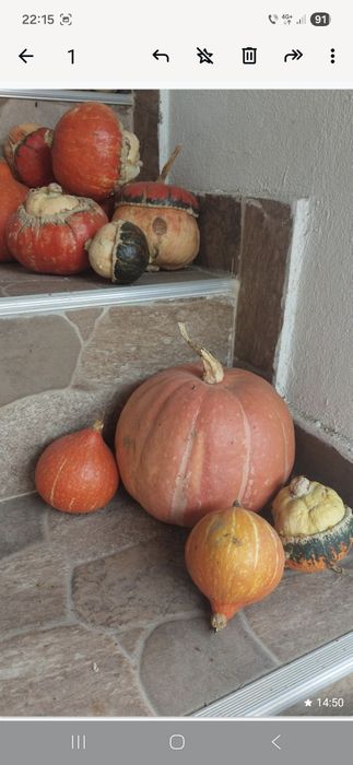 Tartacute dovleci ornamentali