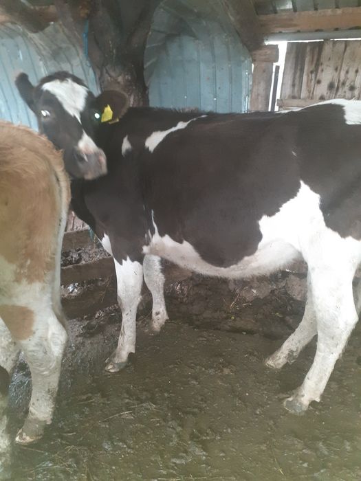 Vând o junca și  o vacă