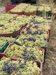 Strugurii de vin calitate superioara