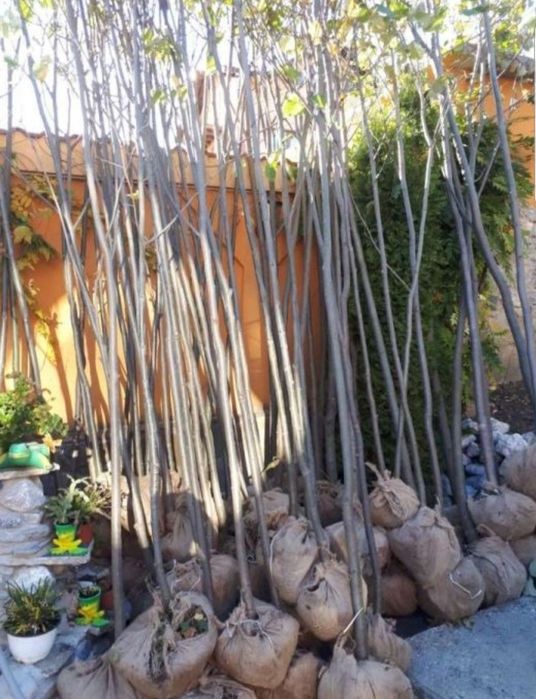 Vand mesteacăn cu coaja albă și tei de floare