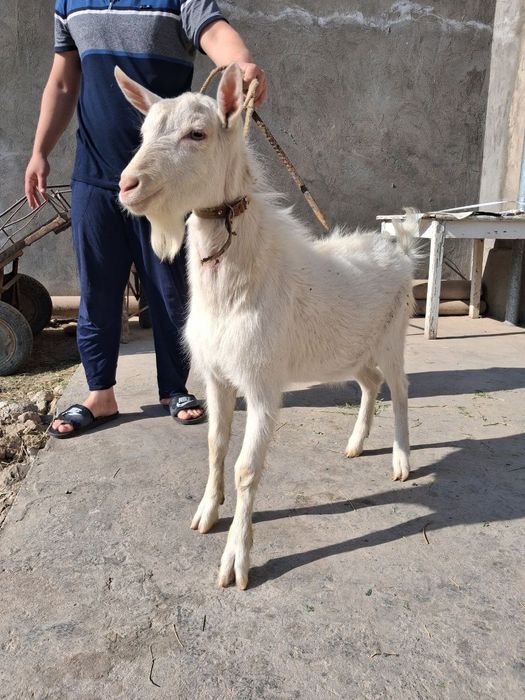 Zanan zotli taka echki