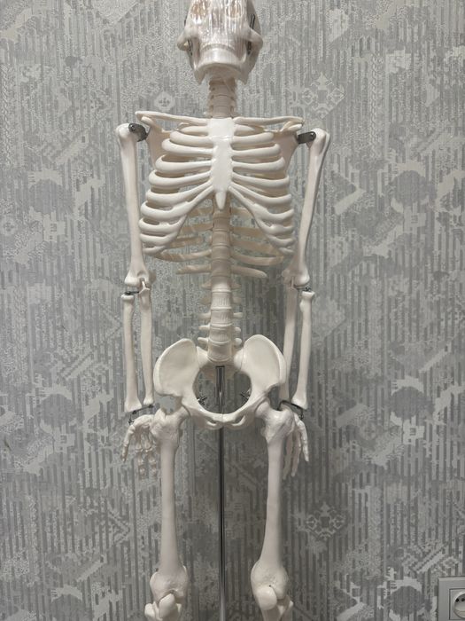 Скелет. Odam skeletining anatomik modeli