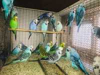 Продаётся волнистые попугаи порода чехи и немцы взрослые птицы