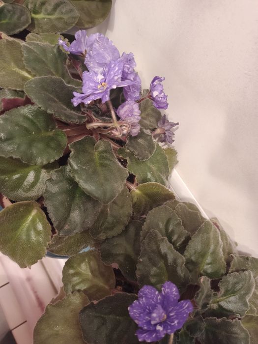 Продам цветущие фиалки