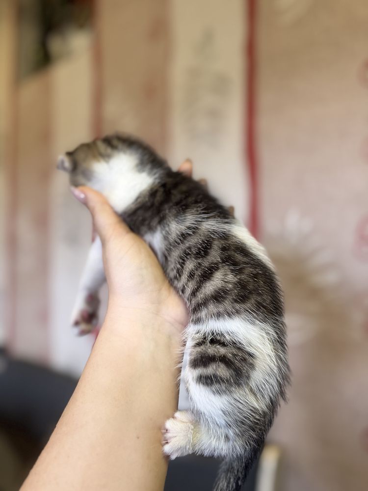 Отдам котят в добрые руки