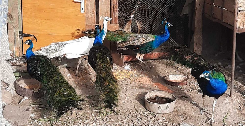 vand pauni maturi si pui