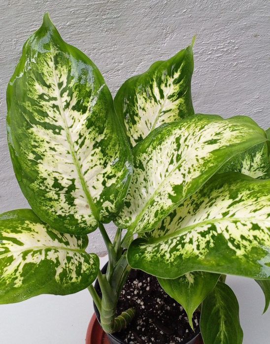 Диффенбахия компакта.Кустистый сорт диффенбахия.Цветы для дома и офиса