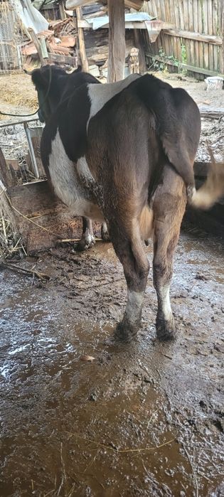 Vacă   cu vițea bălțată