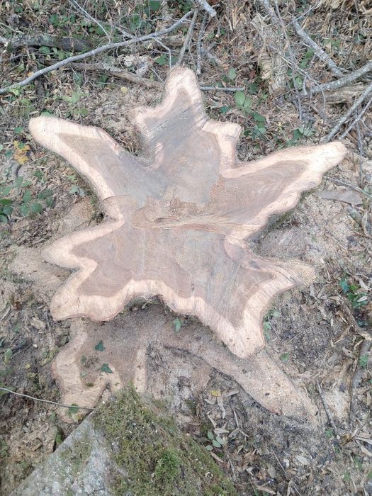 Rondele proaspete de stejar