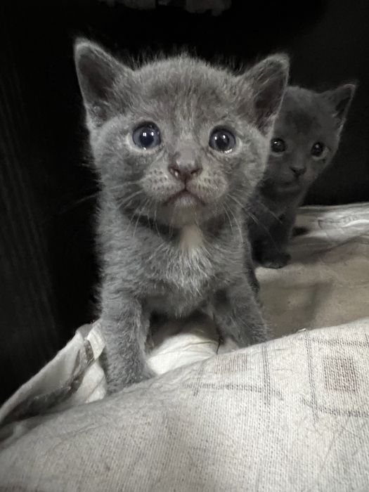 Черные котята домашние. Умеют писать в лоток