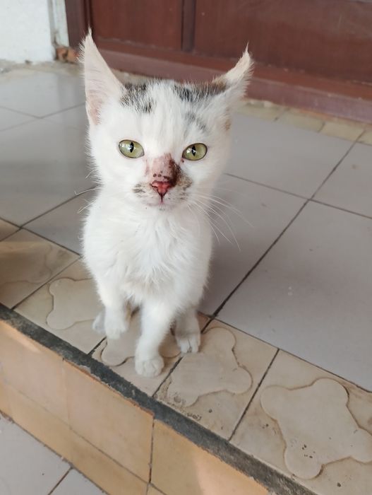 Отдам котят в хорошие руки