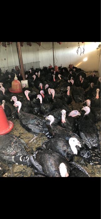 Curcani perlați 35 lei kg in viu, 40 de lei kg tăiat