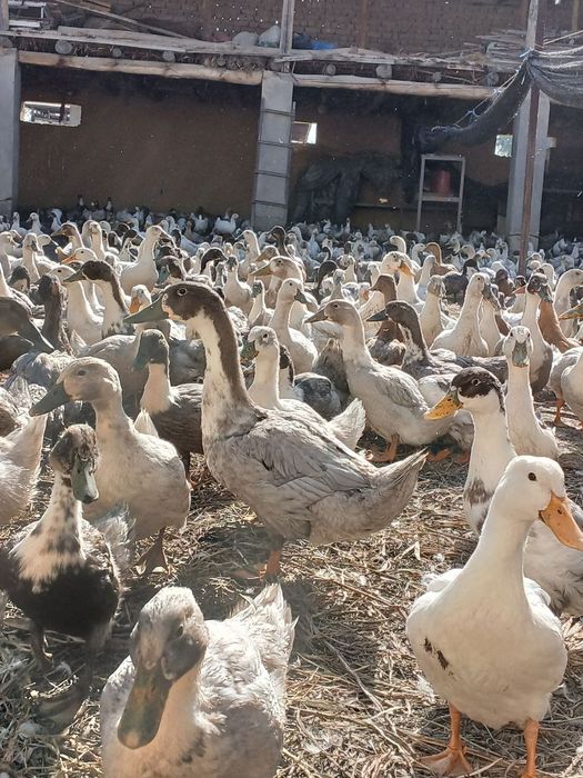 Урдак сотилади 180 000