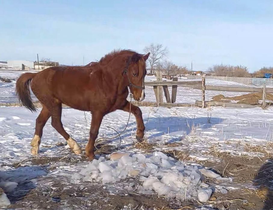 Продам айгыр по цене договориться можно
