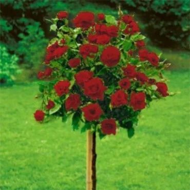 Pomi Ornamentali trandafitri  de tip pomisor