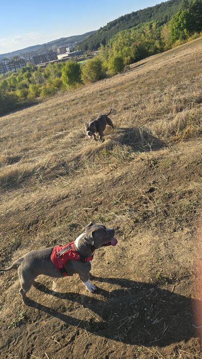 Американско покет були / American pocket bully