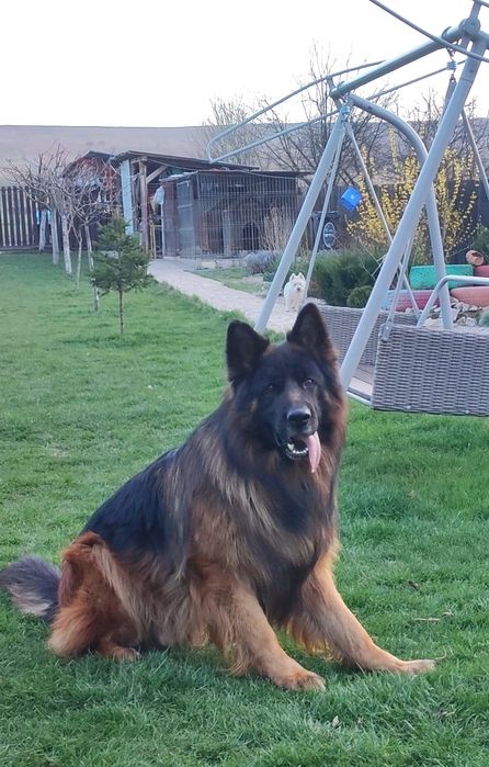 Ciobanesc german păr lung