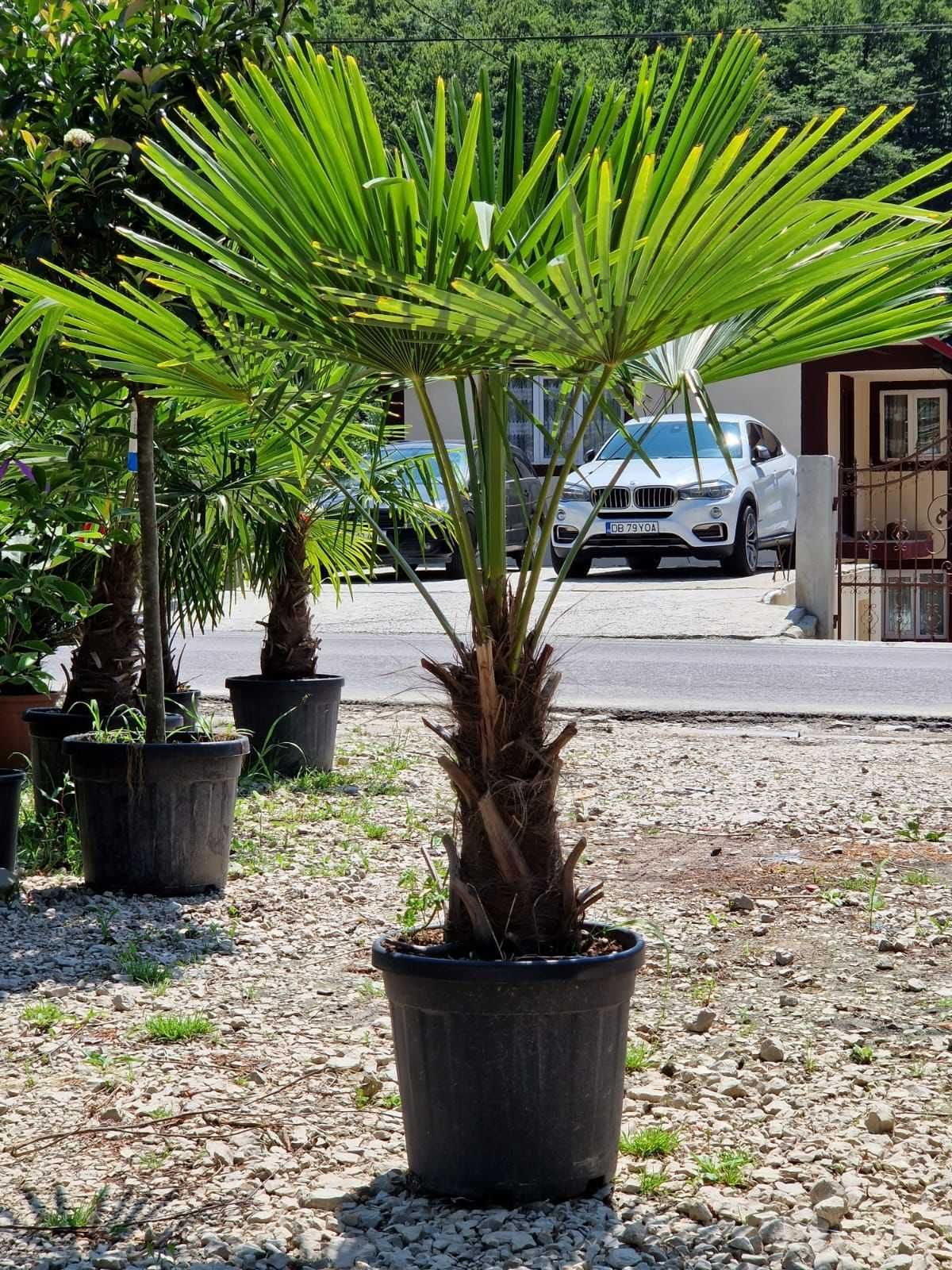 Palmier, Plante Ornamentale