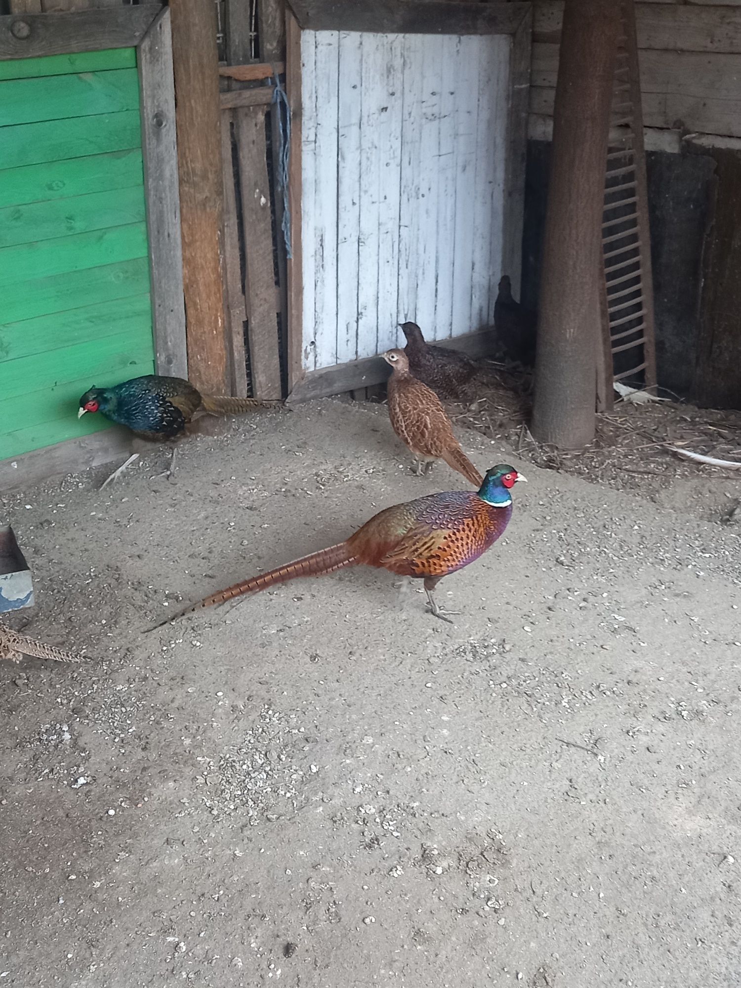 De vânzare găini de mătase, găini Hamburg, porcușori de guineea, fazan