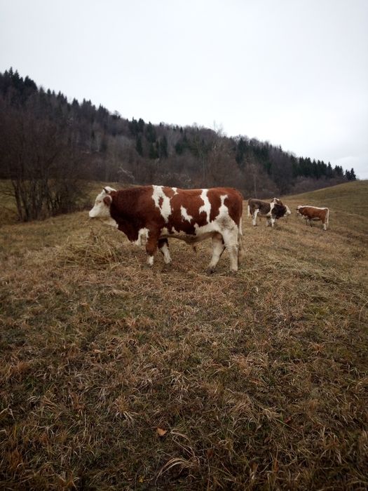 Taur bălțat de vînzare