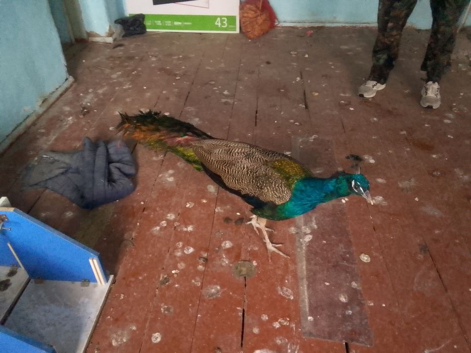 Tovusmodari bilan birga