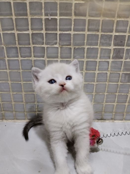 Фолды и Страйт шиншиллы