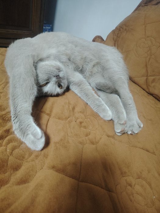 Pisica schotish straight