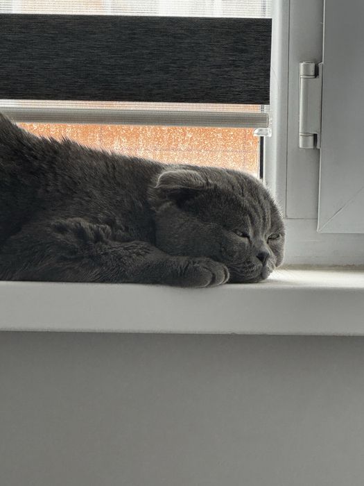 Британец ищет дом