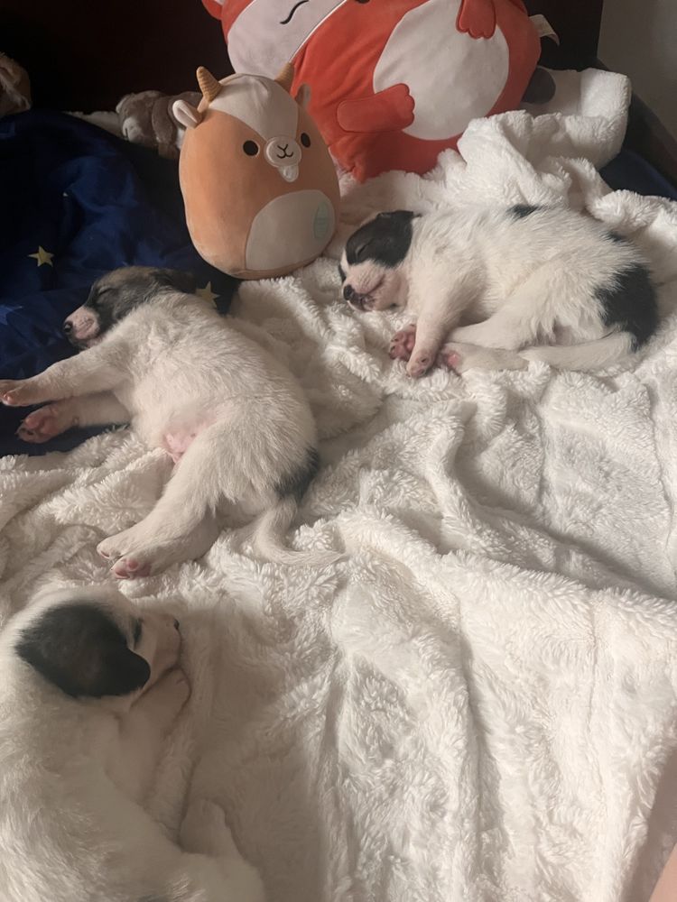 Pui de cățel disponibili din 3 iulie!