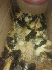 Puisori australorp negru