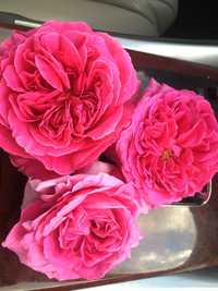 petale trandafir dulceata