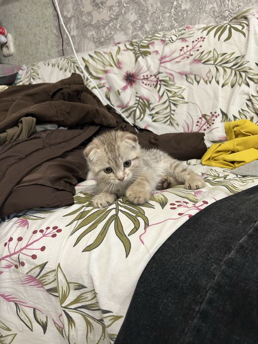 Продам котенка мальчика Уральск