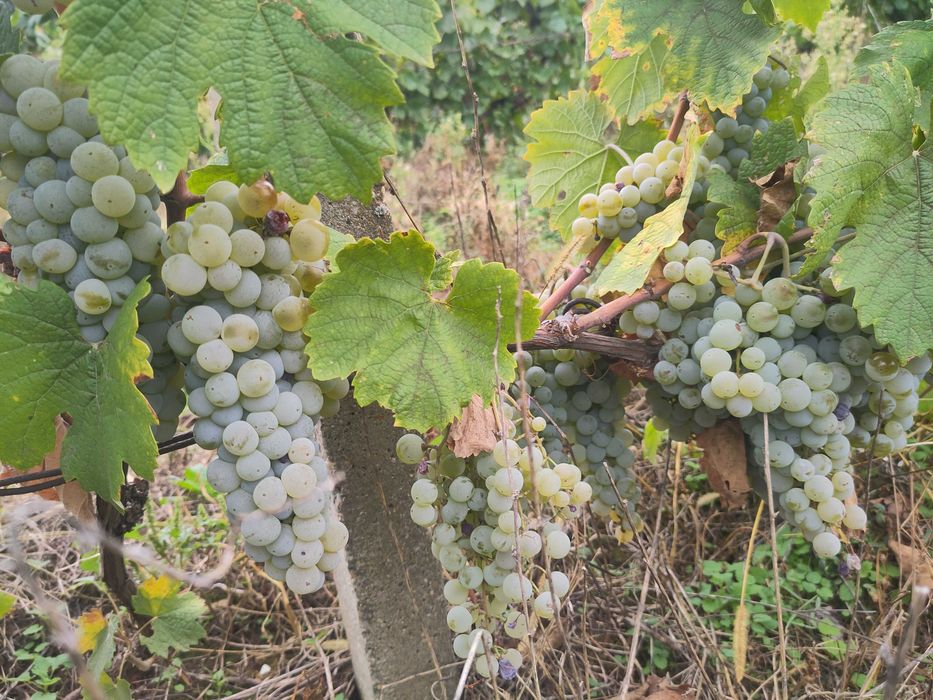 Struguri pentru vin