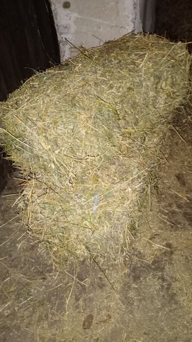 Baloți de lucernă
