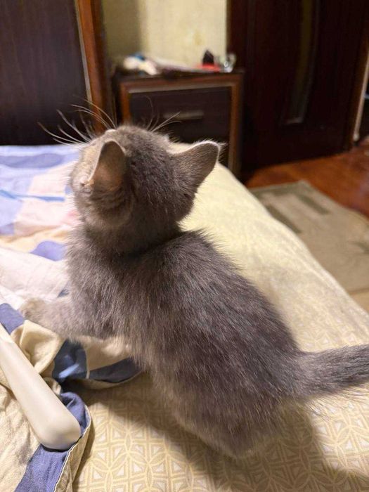 Страйт кошка /страйт